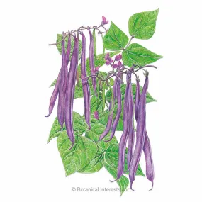 Royal Burgundy Bush Bean Seeds