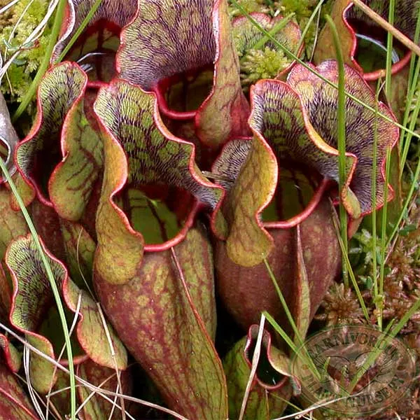 Sarracenia purpurea purpurea Seeds