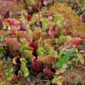 Sarracenia purpurea purpurea Seeds