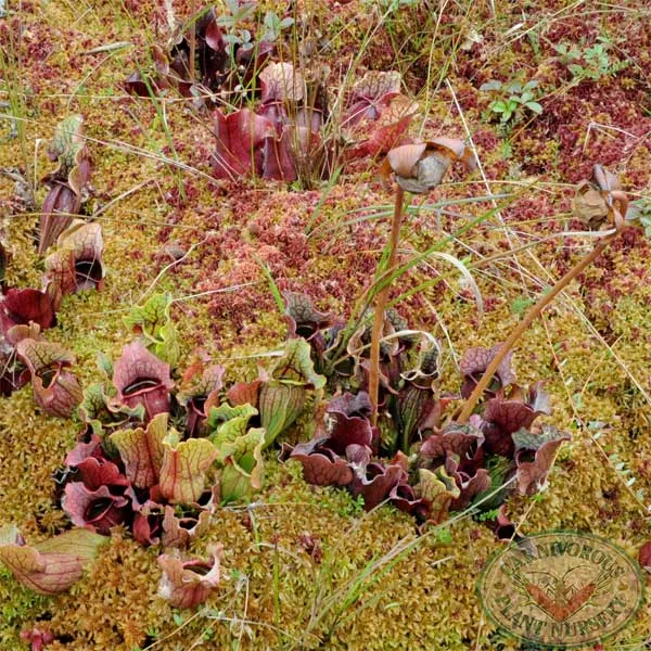 Sarracenia purpurea purpurea Seeds